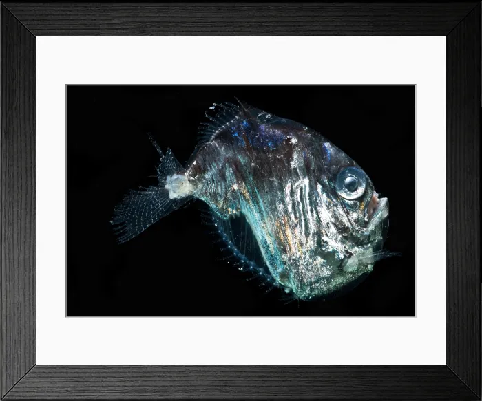 Framed Print : Highlight Hatchetfish (Sternoptyx pseudobscura) Framed Print : Highlight Hatchetfish (Sternoptyx pseudobscura)