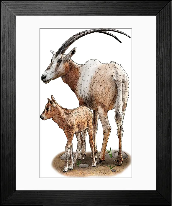 Framed Print : Scimitar Oryx Framed Print : Scimitar Oryx