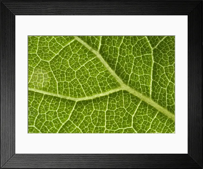 Framed Print : Leaf Venation Framed Print : Leaf Venation