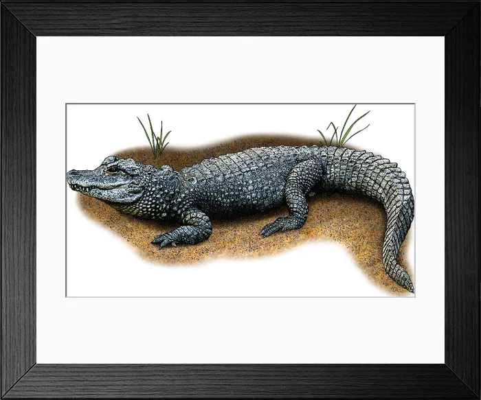 Framed Print : Chinese Alligator, Illustration Framed Print : Chinese Alligator, Illustration