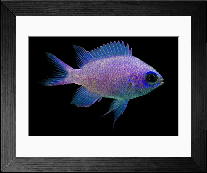 Framed Print : Purple Chromis Framed Print : Purple Chromis