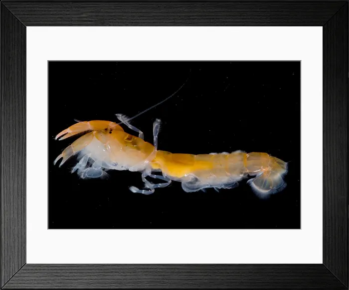 Framed Print : Bay Ghost Shrimp