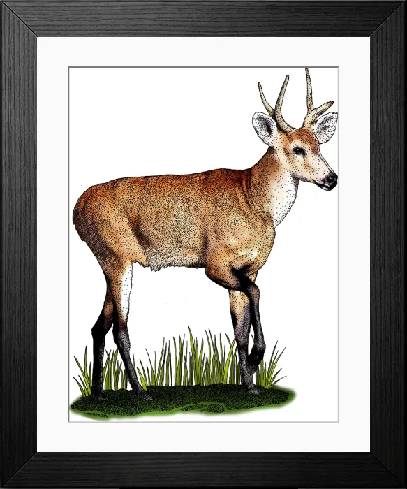 Framed Print : Marsh Deer