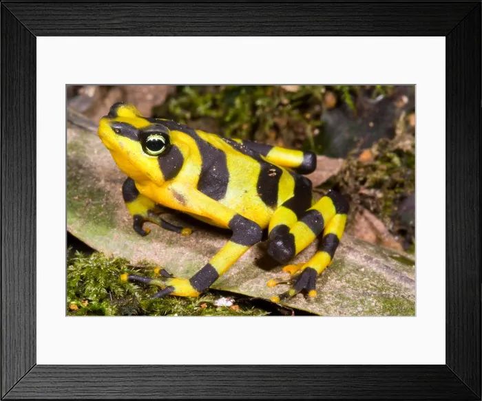 Framed Print : Harlequin Toad Framed Print : Harlequin Toad