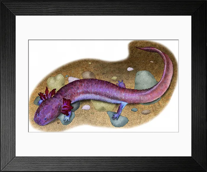 Framed Print : Tennessee Cave Salamander