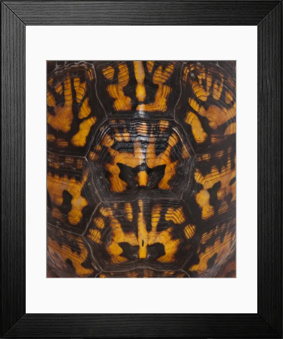 Framed Print : Eastern Box Turtle, Shell Pattern Framed Print : Eastern Box Turtle, Shell Pattern