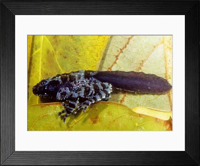 Framed Print : Vietnamese Moss Frog
