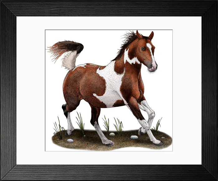 Framed Print : Pinto Horse Framed Print : Pinto Horse