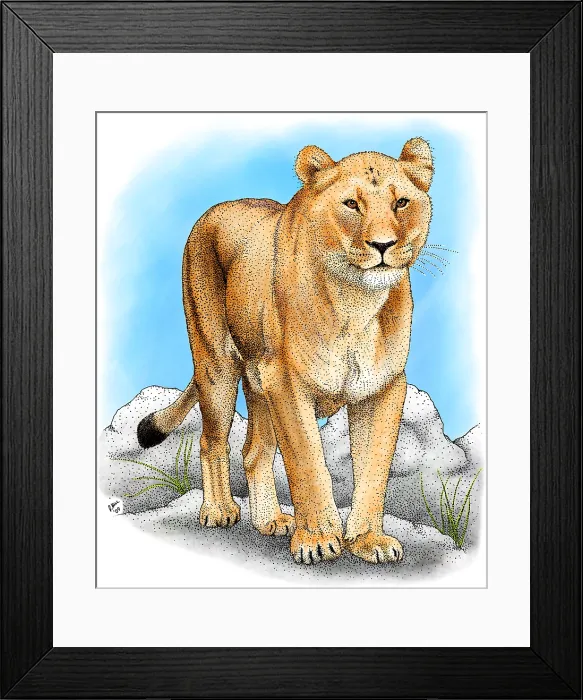 Framed Print : African Lioness Framed Print : African Lioness