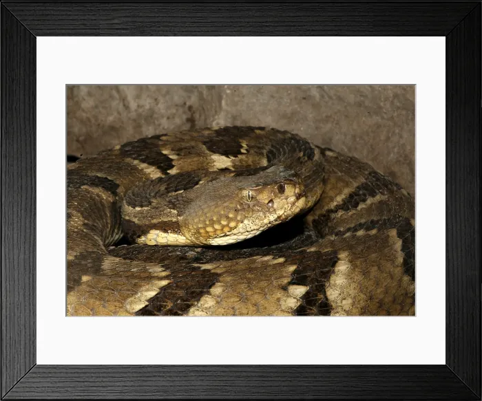 Framed Print : Timber Rattlesnake, Crotalus horridus Framed Print : Timber Rattlesnake, Crotalus horridus