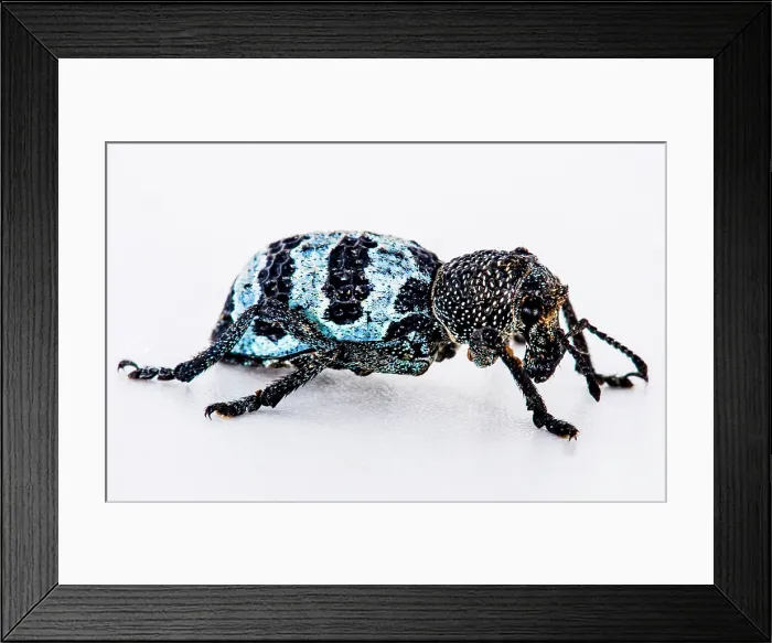 Framed Print : Temperate Rainforest Weevil (Aegorhinus phaleratus)