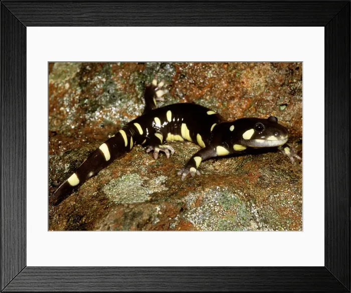Framed Print : California Tiger Salamander Framed Print : California Tiger Salamander