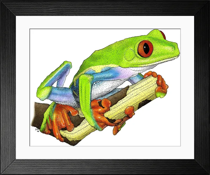 Framed Print : Red-eyed Treefrog Framed Print : Red-eyed Treefrog
