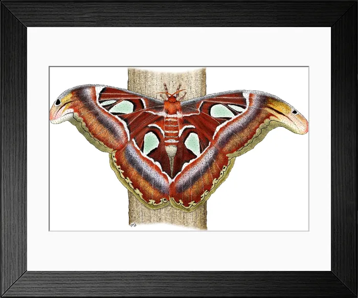 Framed Print : Atlas Moth Framed Print : Atlas Moth