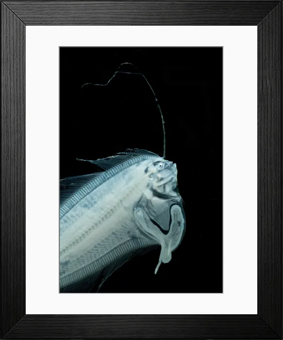 Framed Print : Larval Flatfish collected in trawl