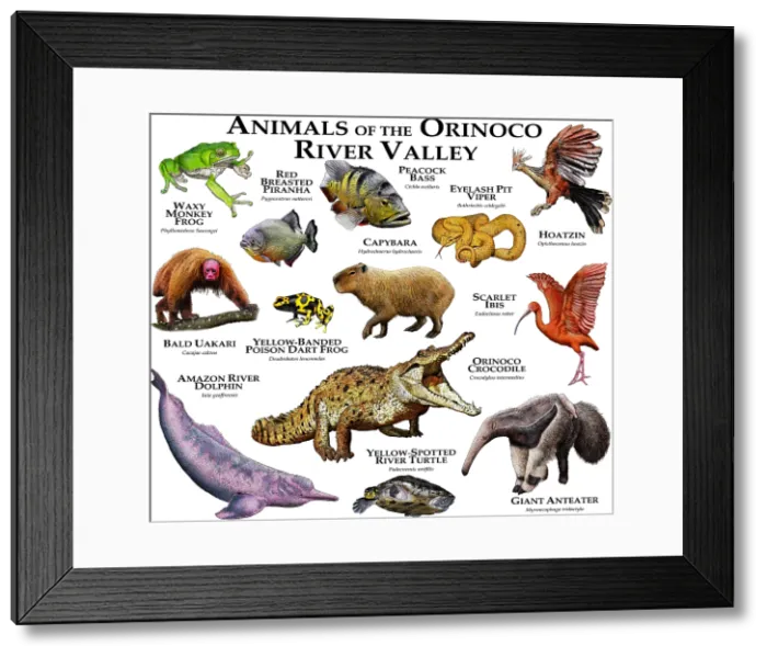 Framed Print : Animals of the Orinoco River Valley