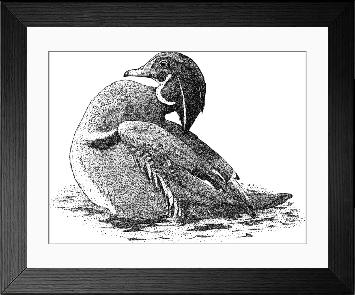 Framed Print : Wood Duck. Pen and ink illustration of a Wood Duck (Aix sponsa)