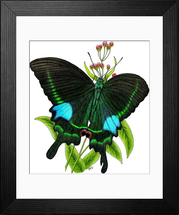 Framed Print : Paris Peacock Butterfly