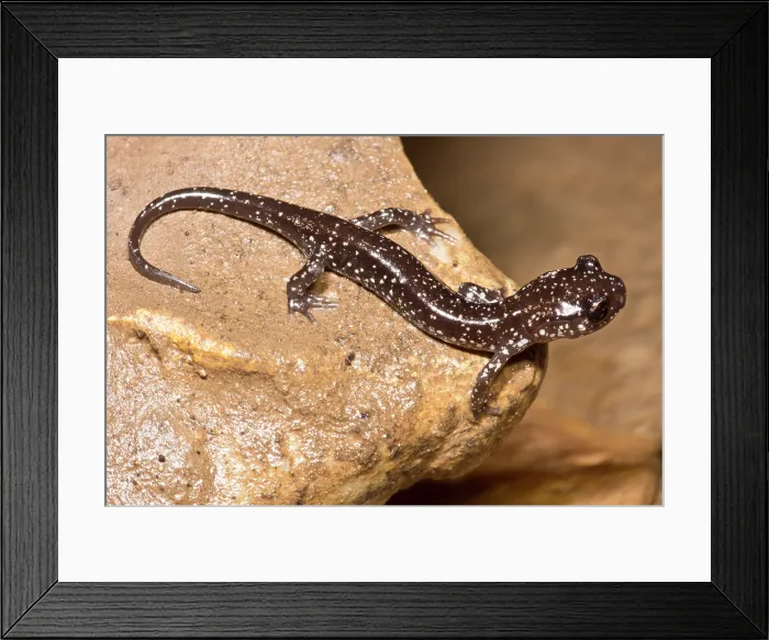 Framed Print : Western Slimy Salamander (Plethodon albagula) Framed Print : Western Slimy Salamander (Plethodon albagula)