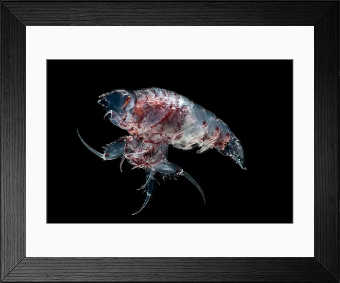 Framed Print : Gammarid Amphipod Framed Print : Gammarid Amphipod