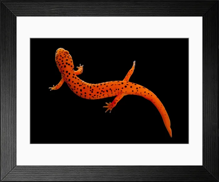 Framed Print : Red Salamander Framed Print : Red Salamander