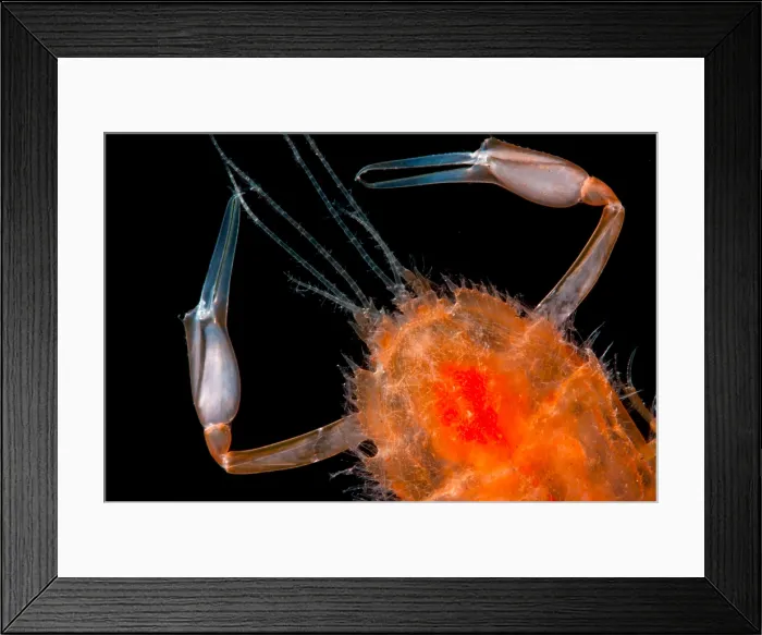 Framed Print : Larval Blind Lobster Framed Print : Larval Blind Lobster