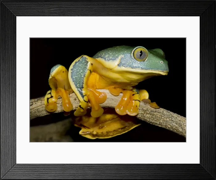 Framed Print : Splendid Leaf Frog Framed Print : Splendid Leaf Frog