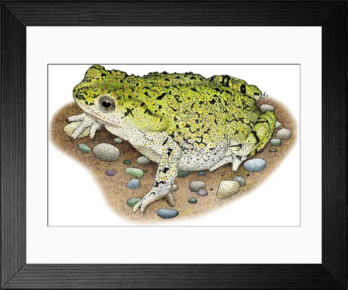 Framed Print : Western Green Toad Framed Print : Western Green Toad