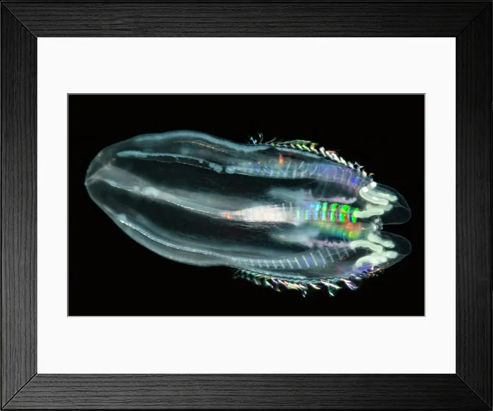 Framed Print : Comb Jelly Framed Print : Comb Jelly