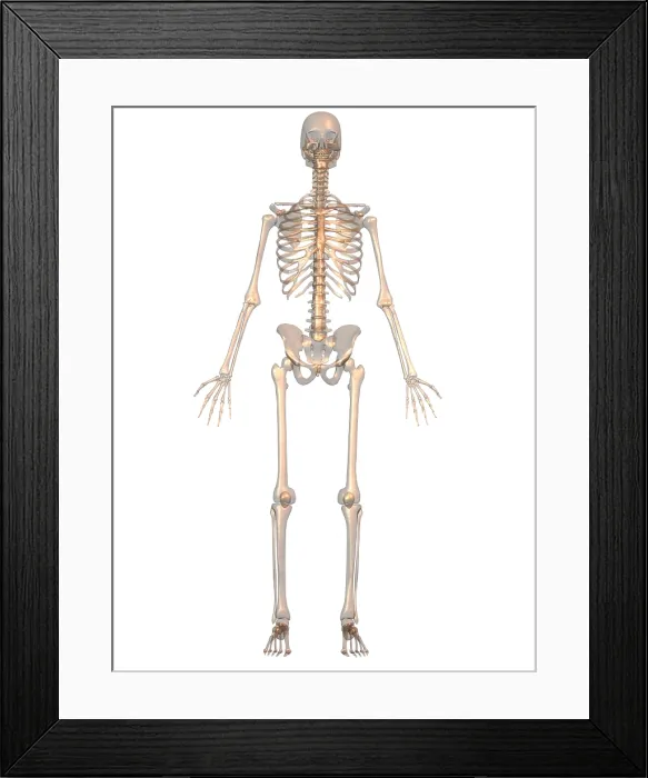 Framed Print : Human Skeleton Framed Print : Human Skeleton