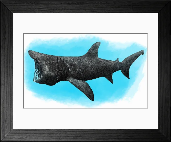 Framed Print : Basking Shark, Illustration Framed Print : Basking Shark, Illustration