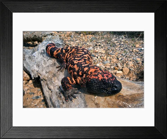Framed Print : Gila Monster Framed Print : Gila Monster