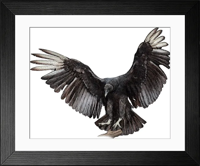 Framed Print : Black Vulture Framed Print : Black Vulture