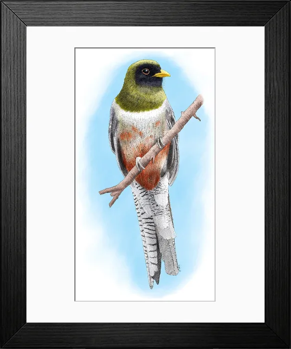 Framed Print : Elegant Trogon