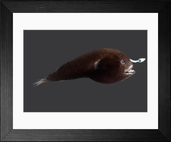 Framed Print : Prickly Dreamer Anglerfish Framed Print : Prickly Dreamer Anglerfish