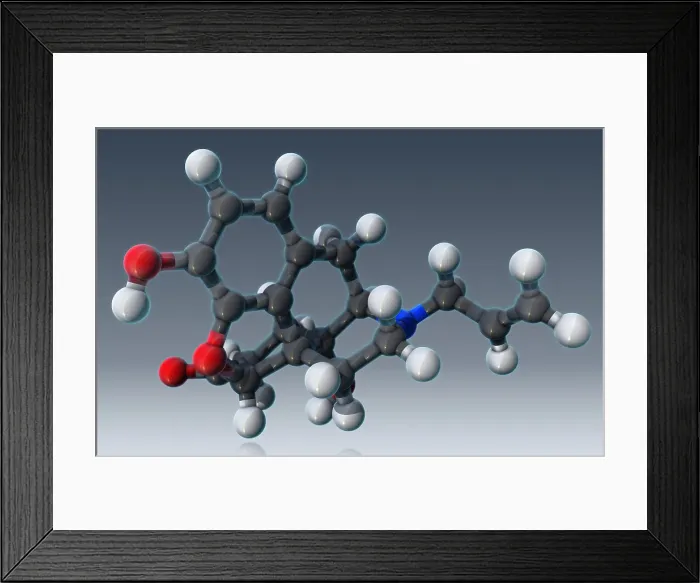 Framed Print : Naloxone, molecular model Framed Print : Naloxone, molecular model