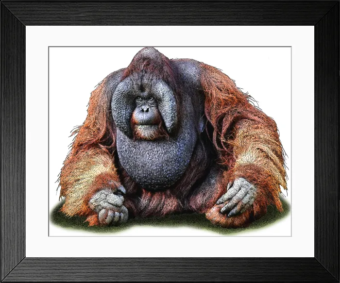 Framed Print : Bornean orangutan