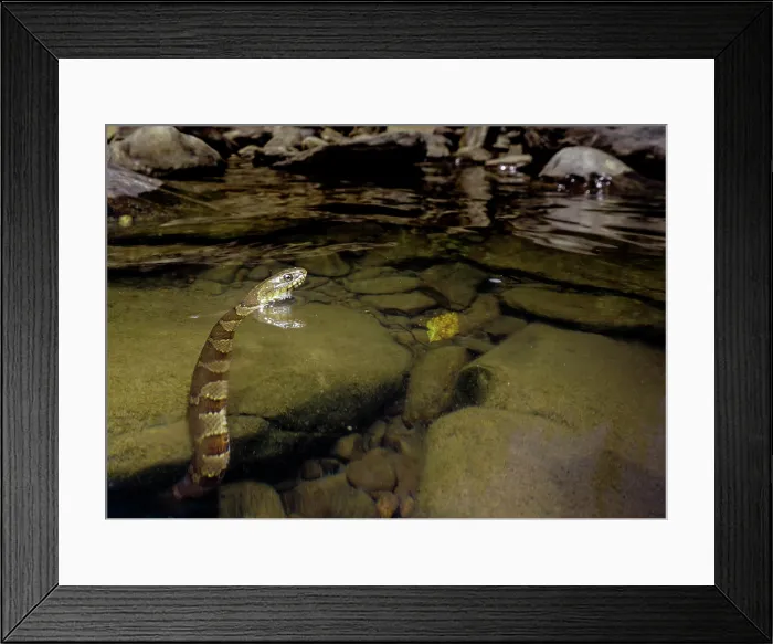 Framed Print : Midland Water Snake (Nerodia sipedon pleuralis) Framed Print : Midland Water Snake (Nerodia sipedon pleuralis)