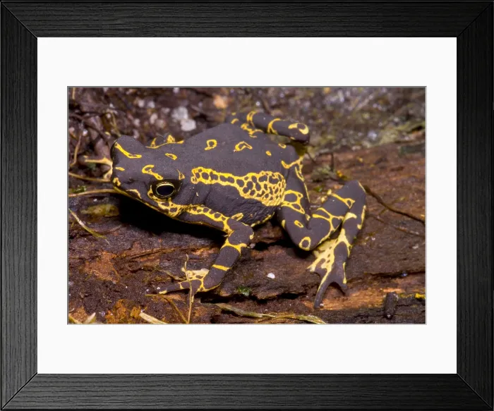 Framed Print : Harlequin Frog