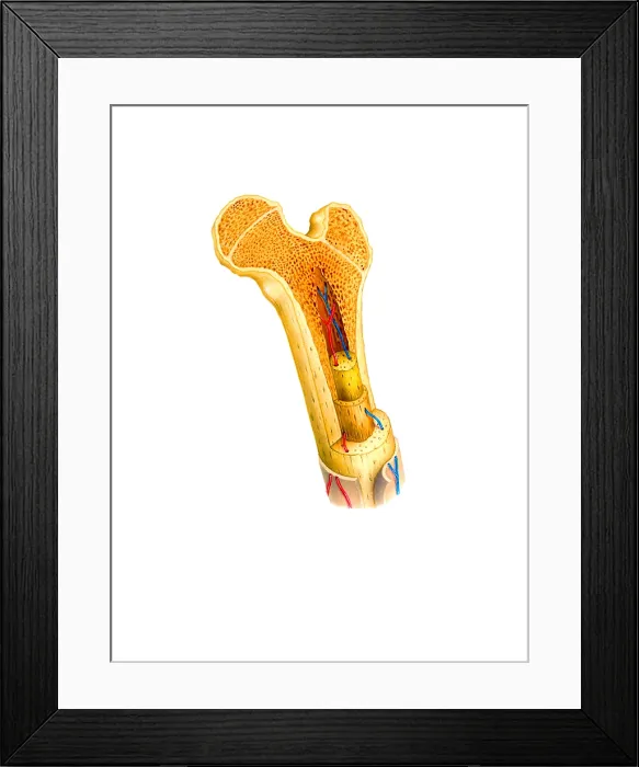 Framed Print : Bone Anatomy Framed Print : Bone Anatomy