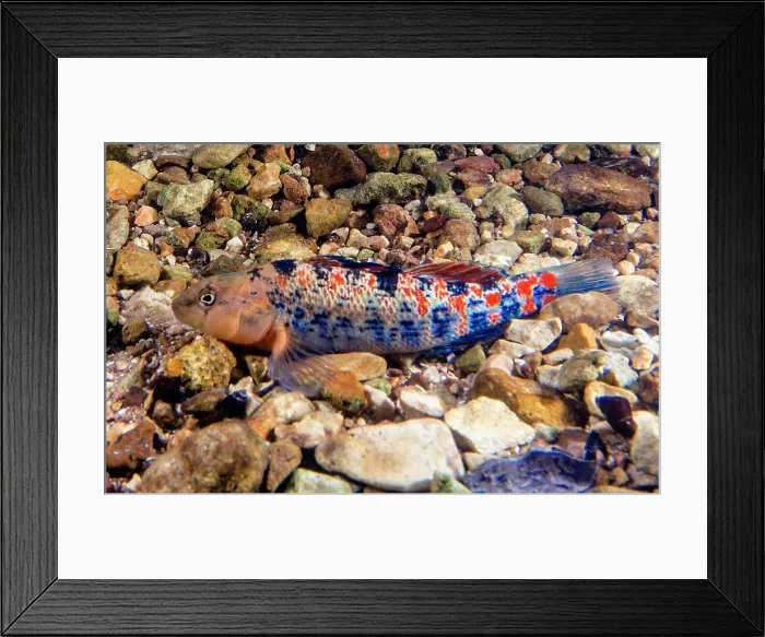 Framed Print : Plateau Orange-throat Darter (Etheostoma spectabile squamosum)