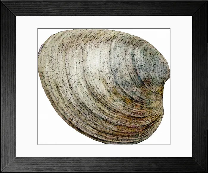Framed Print : Hard Clam. Hard clam, Mercenaria mercenaria Framed Print : Hard Clam. Hard clam, Mercenaria mercenaria