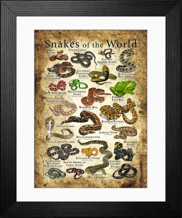 Framed Print : Snakes of the World Framed Print : Snakes of the World