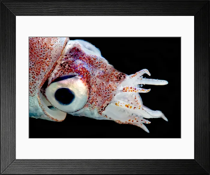 Framed Print : Bobtail Squid (Heteroteuthis dagamensis) Framed Print : Bobtail Squid (Heteroteuthis dagamensis)