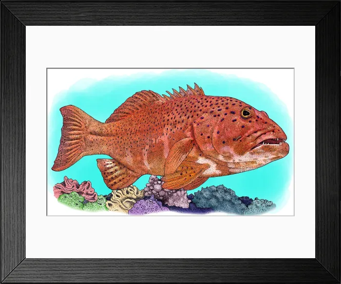 Framed Print : Coral Trout, Illustration Framed Print : Coral Trout, Illustration