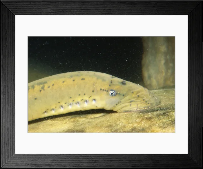 Framed Print : Chestnut Lamprey