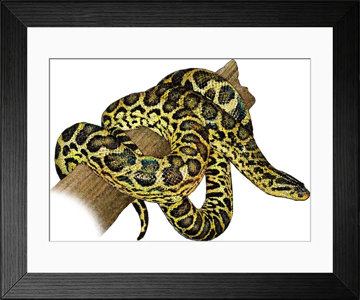 Framed Print : Yellow Anaconda Framed Print : Yellow Anaconda