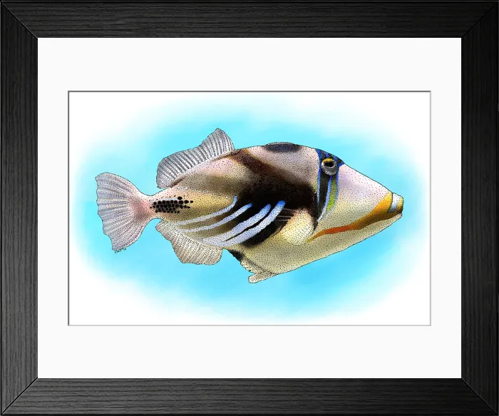 Framed Print : Lagoon Triggerfish Framed Print : Lagoon Triggerfish