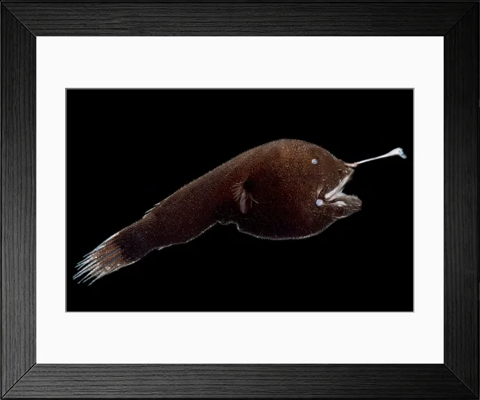 Framed Print : Horned Lanternfish (Centrophryne spinulosa)