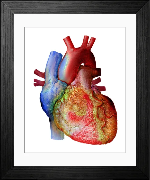 Framed Print : Heart. Illustration of the human heart Framed Print : Heart. Illustration of the human heart